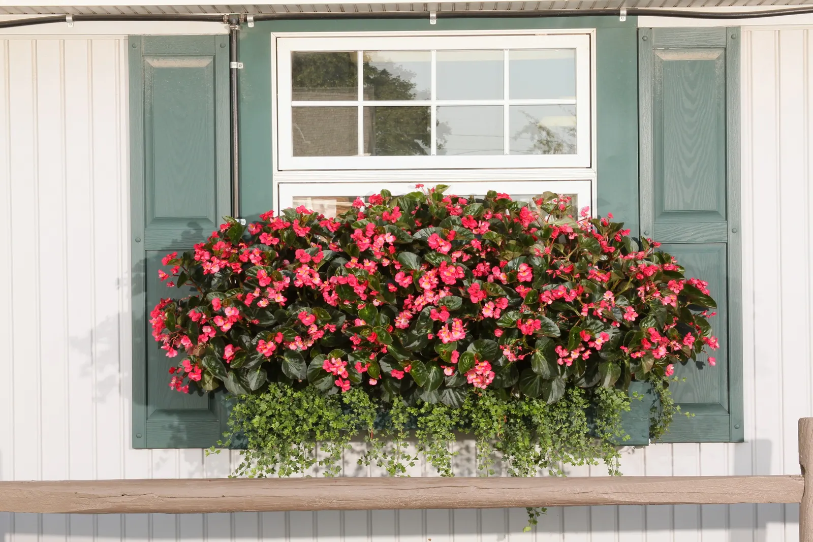 Patricia® Ivy (Hedera helix) — Proven Winners - Patricia® - Ivy - Hedera helix none plant details, information and resources; this is means that the plants are