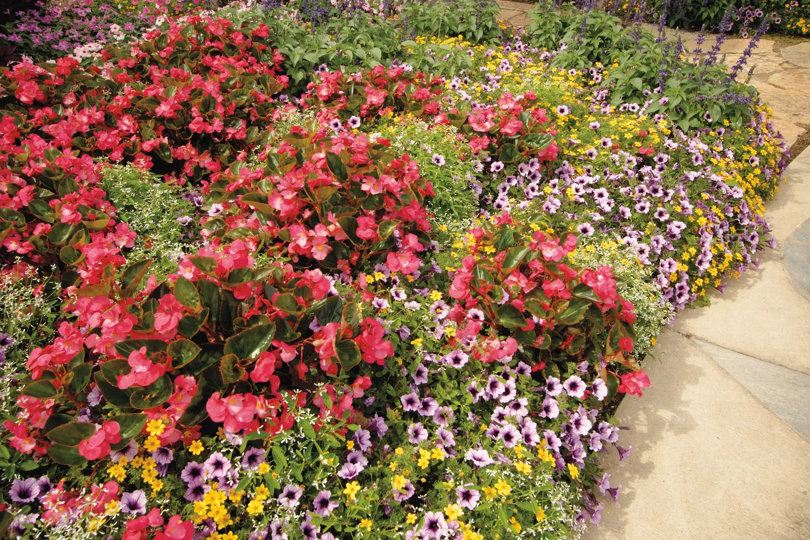 Rose Begonia (Begonia benariensis) — They provide easy, low maintenance color that persists all season without deadheading; it's hard to go wrong, image 44