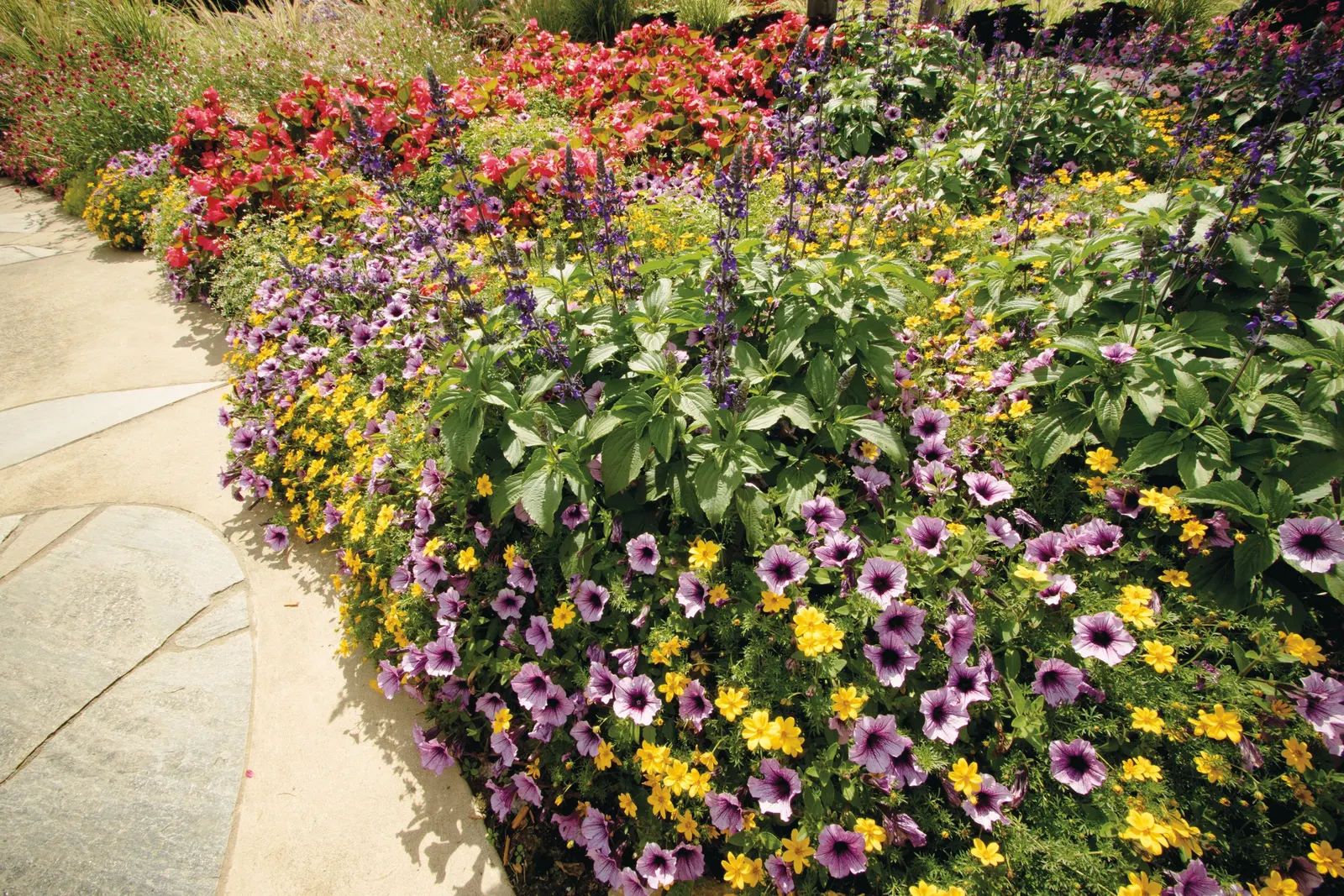 Daybreak Charm Petunia — is a vibrant annual from the Proven Winners® Supertunia® Charm series