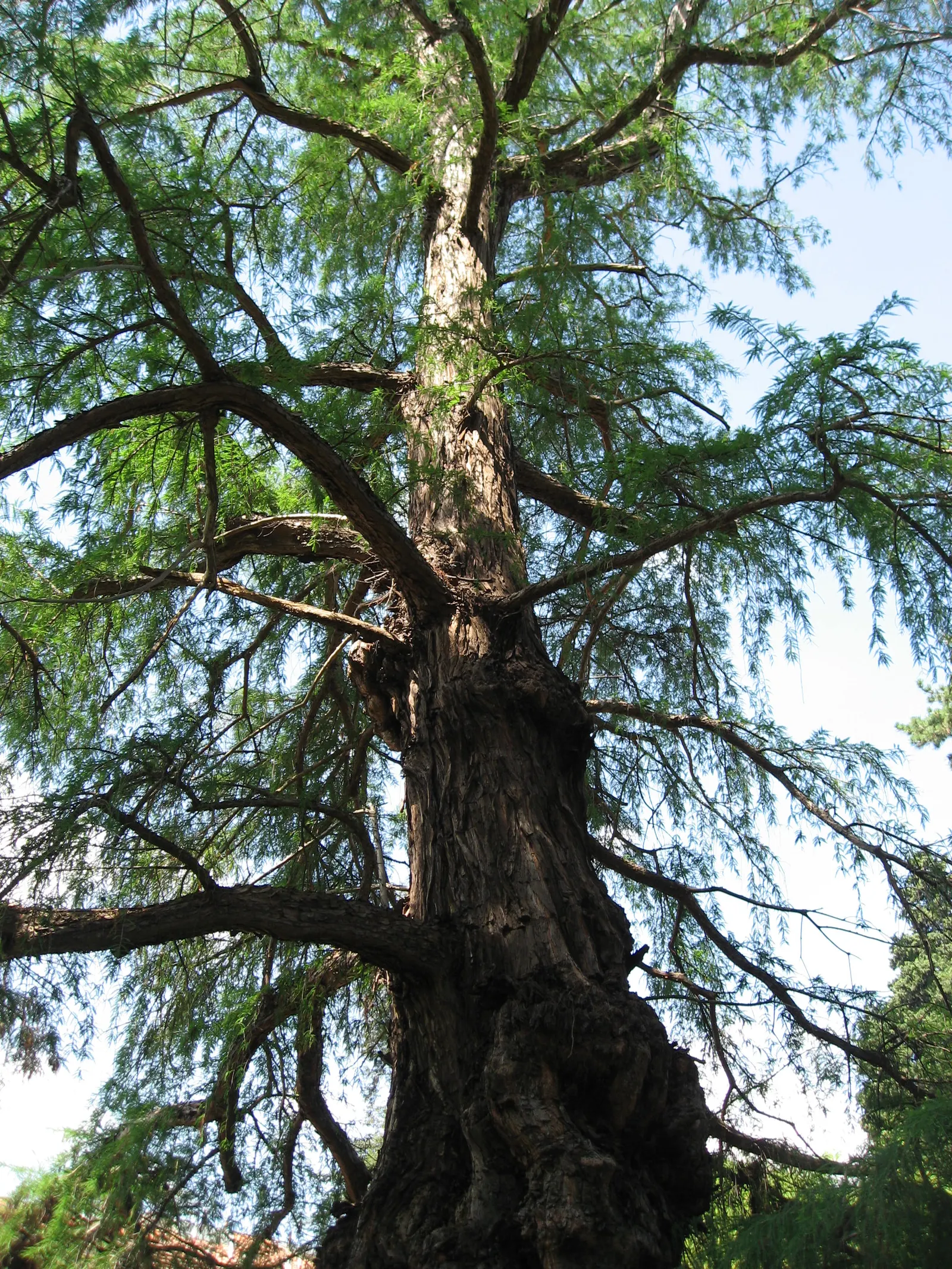 Montezuma Cypress (Taxodium Mucronatum) — scientifically known as Taxodium mucronatum; ideal for spacious landscapes, it offers striking seasonal color and