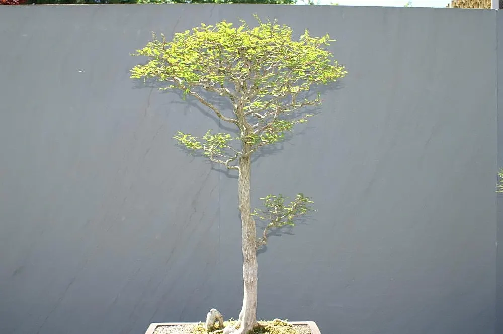Montezuma Cypress (Taxodium Mucronatum) — feather-like foliage offers a vibrant green hue that turns russet-orange during the fall; scientifically known as
