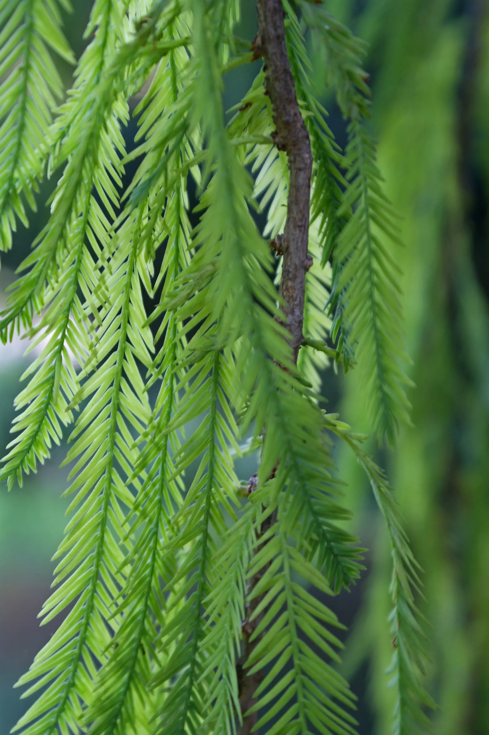 Montezuma Cypress (Taxodium Mucronatum) — Reaching up to 80 feet tall with a spread of 40 feet, its weeping branches boast dense, feathery foliage