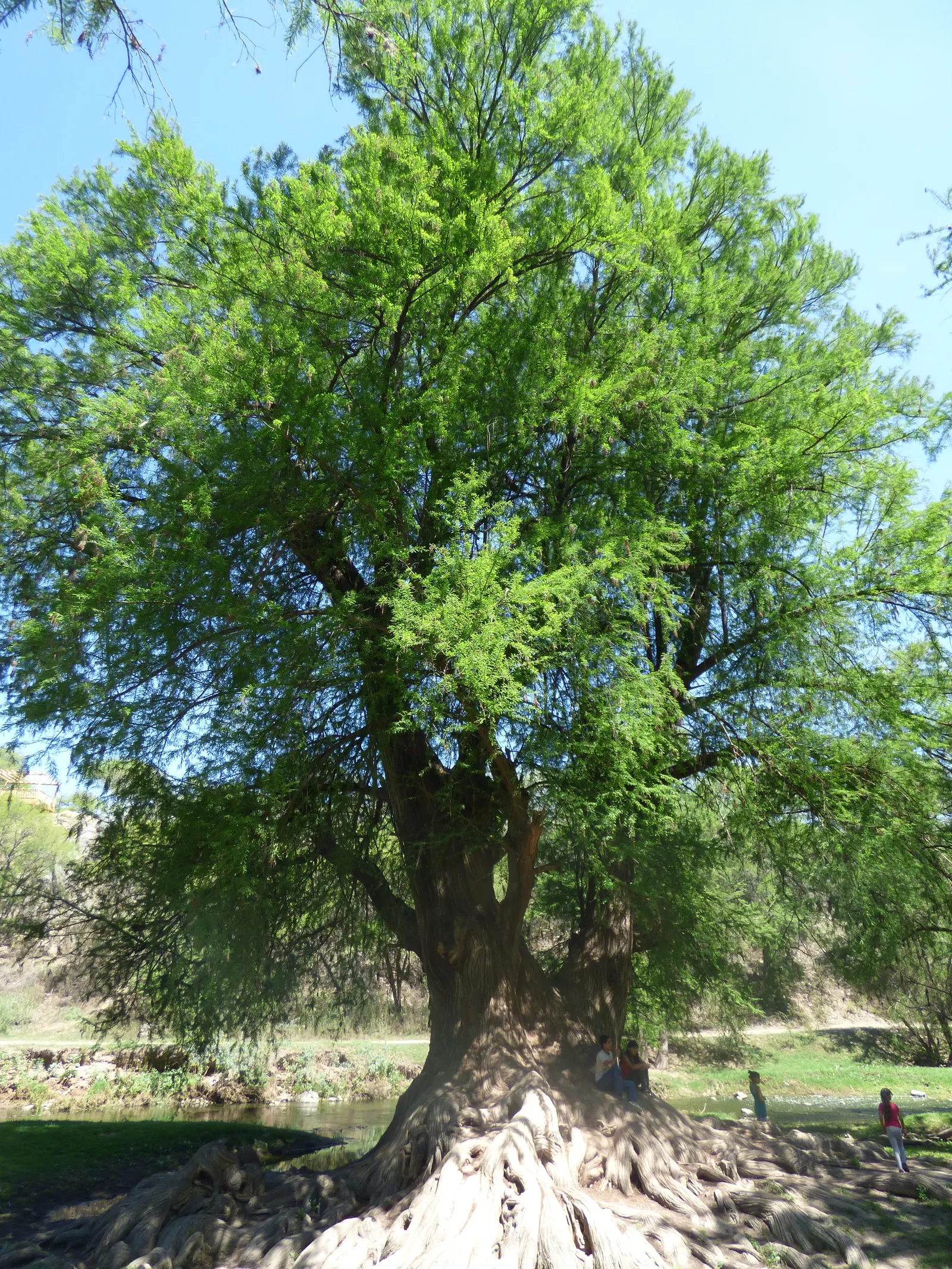 Montezuma Cypress (Taxodium Mucronatum) — conifer / tree for full or half or shade; tolerating both drought and occasional flooding conditions