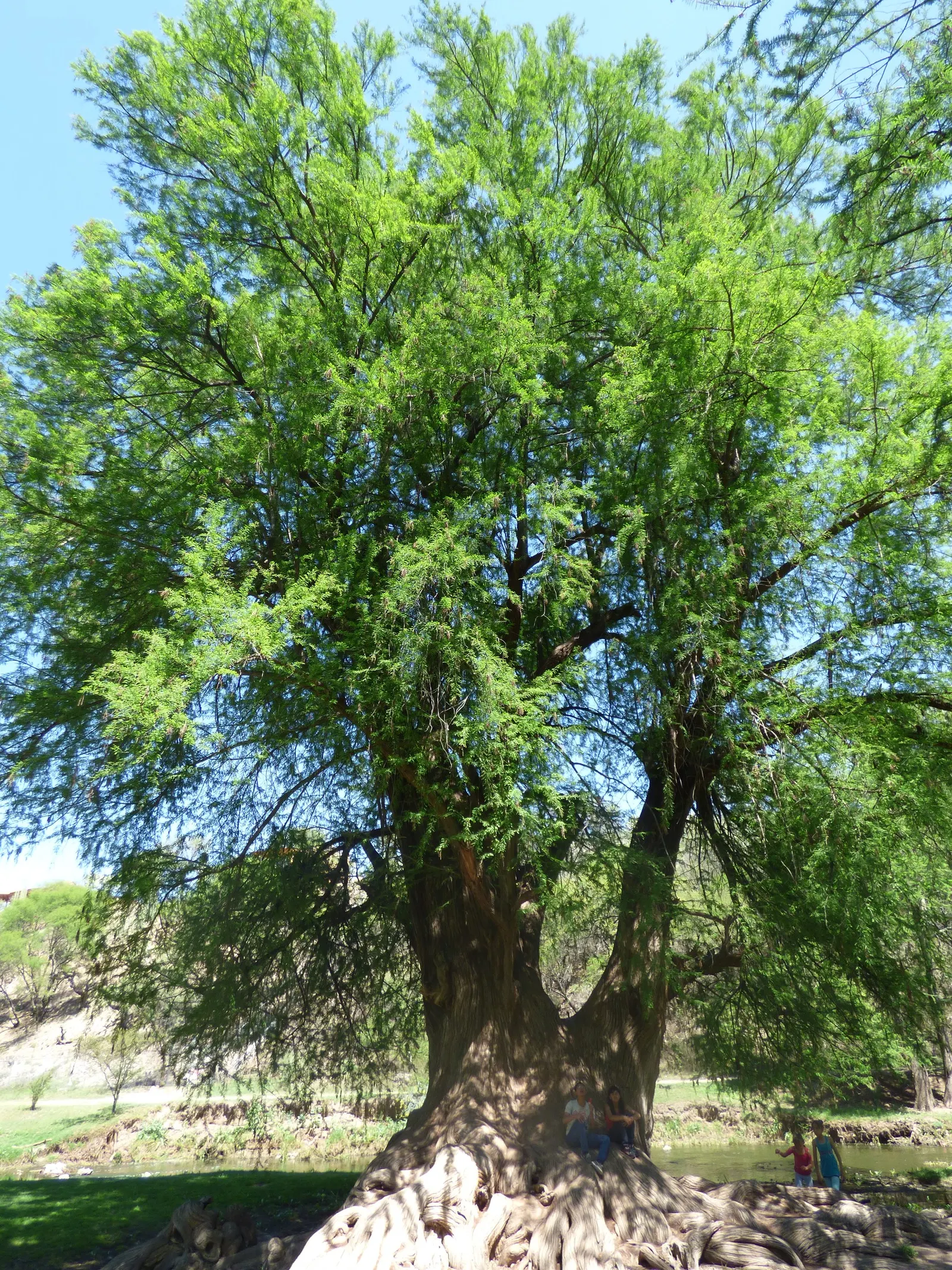 Montezuma Cypress (Taxodium Mucronatum) — adaptable to various soil types; fluted trunk can expand significantly
