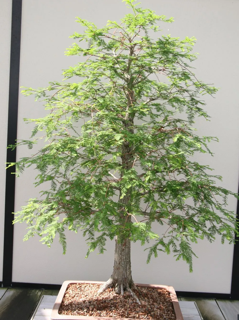 Montezuma Cypress (Taxodium Mucronatum) — consider its preferences for full sun and moist