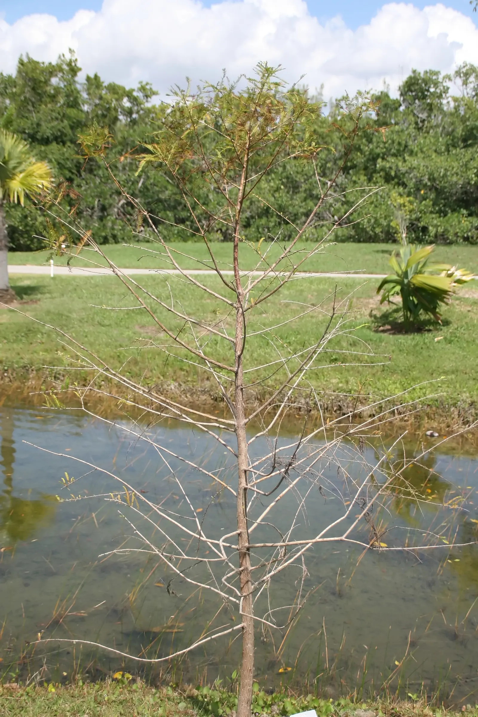 Montezuma Cypress (Taxodium Mucronatum) — This deciduous cypress presents a stately; making it an excellent choice for diverse landscapes