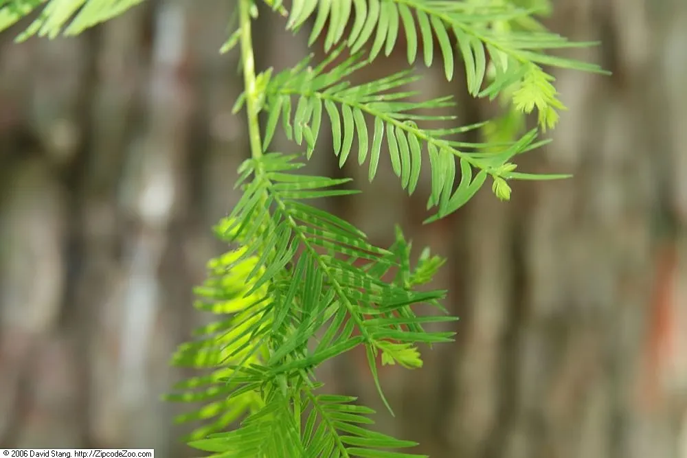 Montezuma Cypress (Taxodium Mucronatum) — furrowed appearance.<br><br>When incorporating the Montezuma Cypress into landscape designs