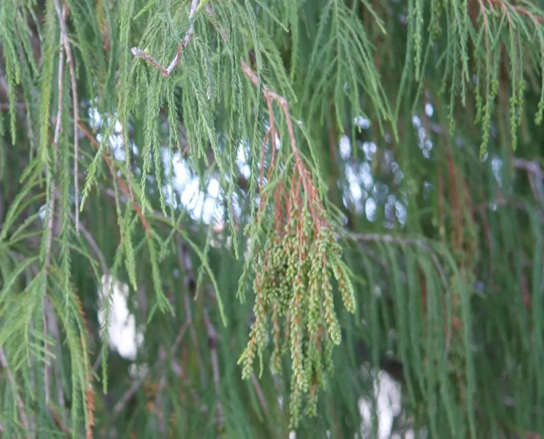 Montezuma Cypress (Taxodium Mucronatum) — showcasing an impressive bark that ages from smooth and gray to a textured