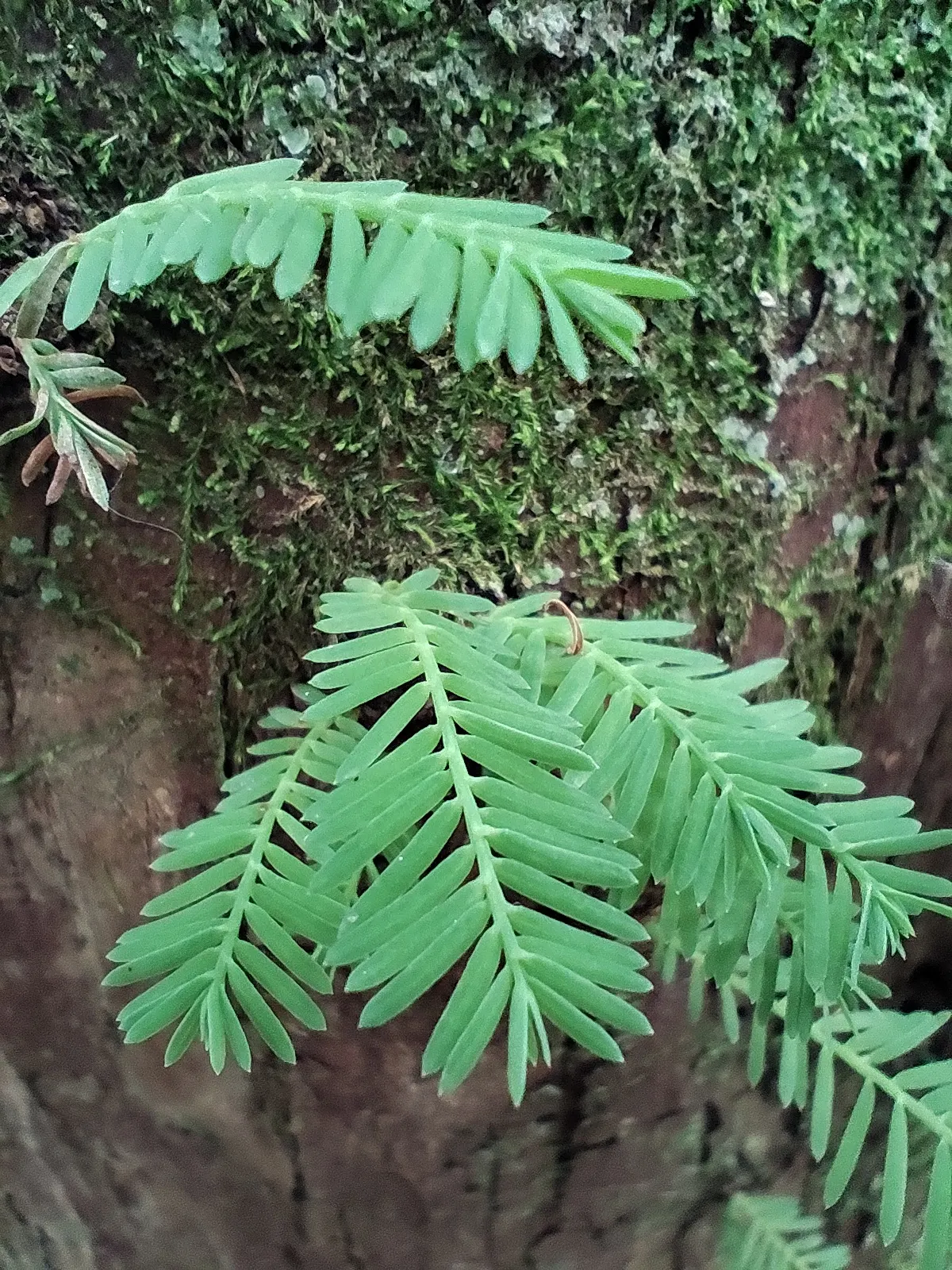 Montezuma Cypress (Taxodium Mucronatum) — Native to Mexico and the southern United States; with remarkable specimens achieving diameters up to 10 to 12 feet