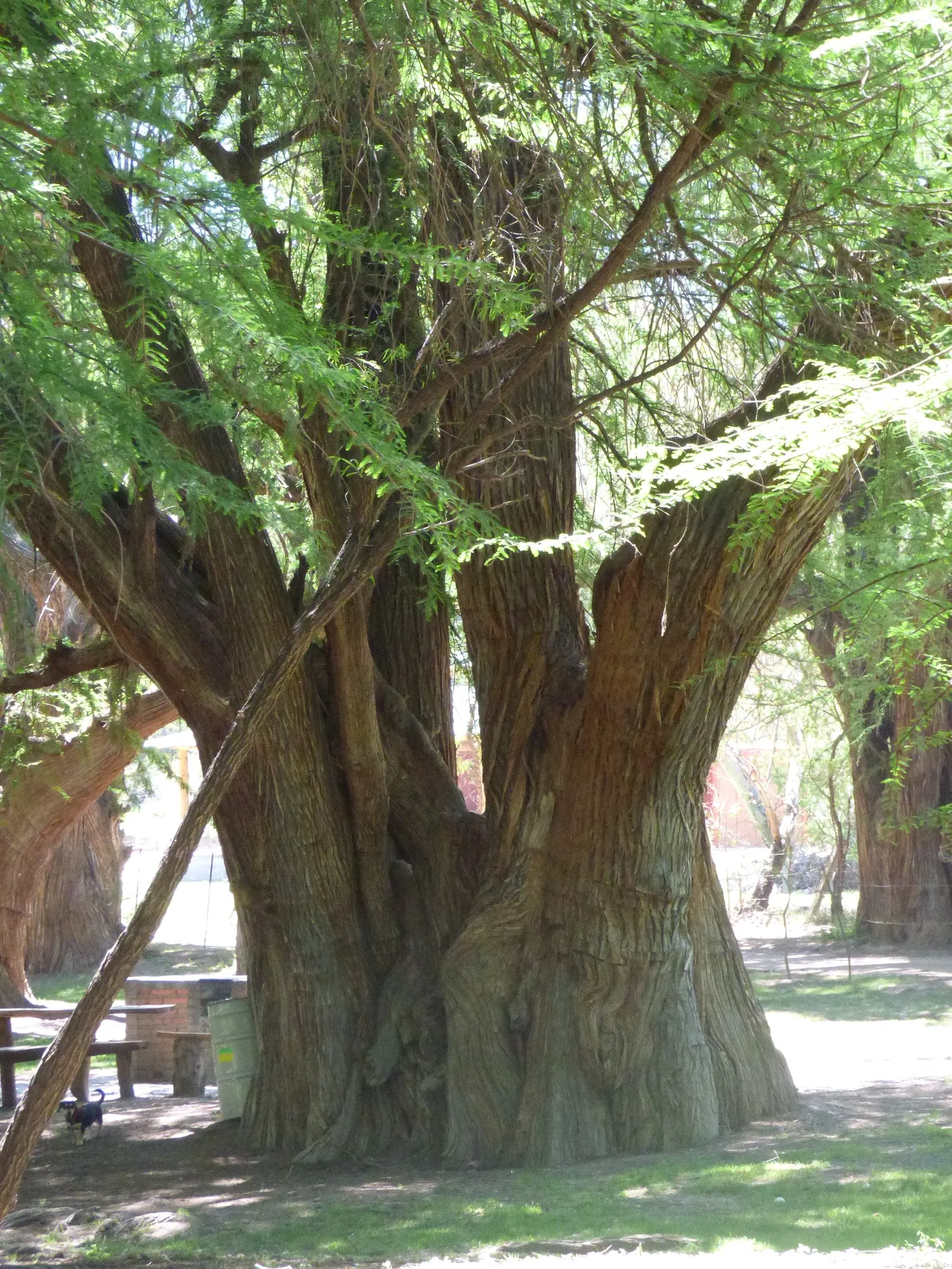Montezuma Cypress (Taxodium Mucronatum) — tolerating both drought and occasional flooding conditions