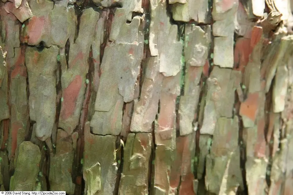 Montezuma Cypress (Taxodium Mucronatum) — Native to Mexico and the southern United States