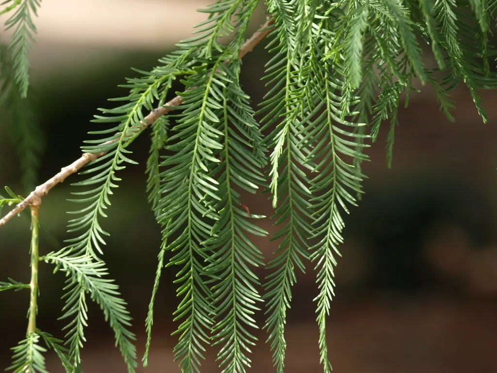 Montezuma Cypress (Taxodium Mucronatum) — This deciduous cypress presents a stately