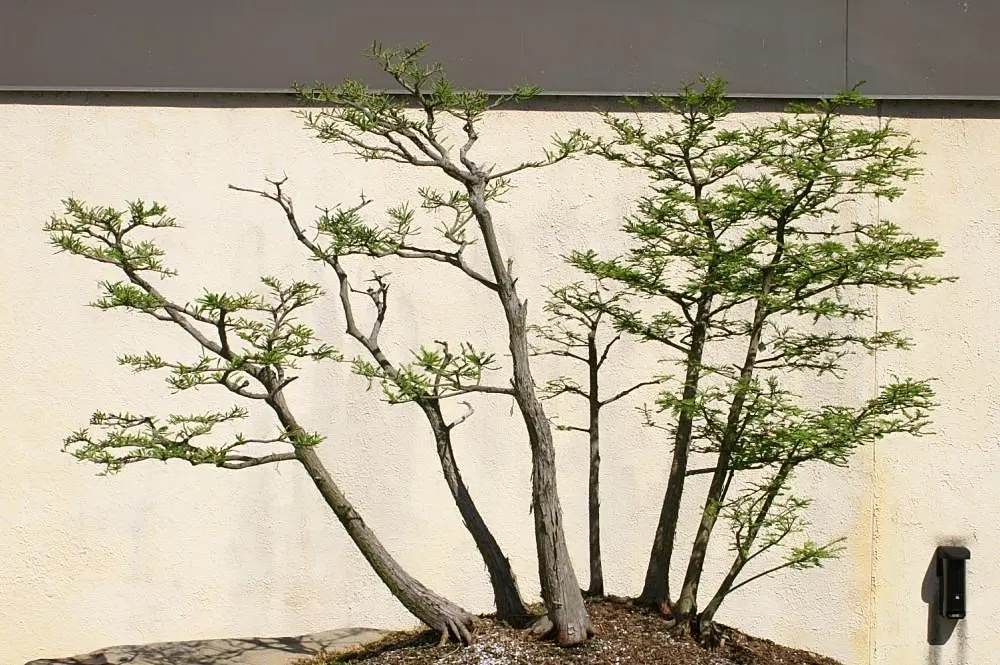 Montezuma Cypress (Taxodium Mucronatum) — Reaching up to 80 feet tall with a spread of 40 feet, its weeping branches boast dense, feathery foliage; before
