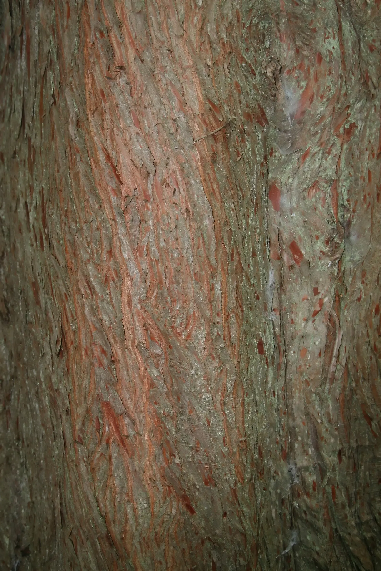 Montezuma Cypress (Taxodium Mucronatum) — Reaching up to 80 feet tall with a spread of 40 feet, its weeping branches boast dense, feathery foliage, image 42
