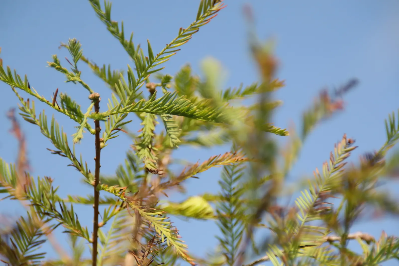 Montezuma Cypress (Taxodium Mucronatum) — Due to its considerable size; feather-like foliage offers a vibrant green hue that turns russet-orange during the fall