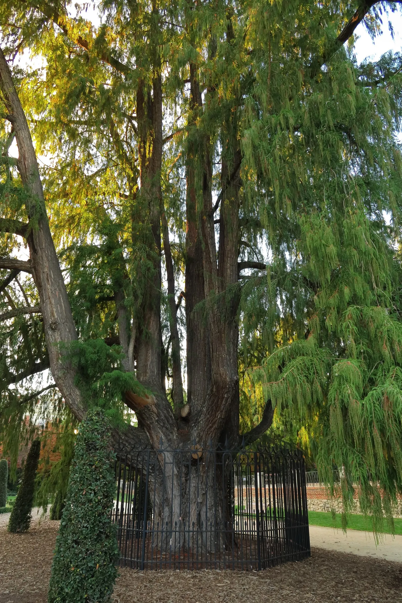 Montezuma Cypress (Taxodium Mucronatum) — before dropping its needles in winter