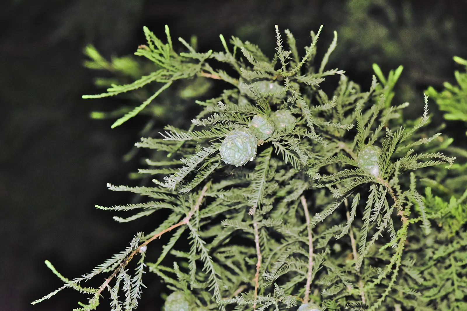 Montezuma Cypress (Taxodium Mucronatum) — making it an excellent choice for diverse landscapes