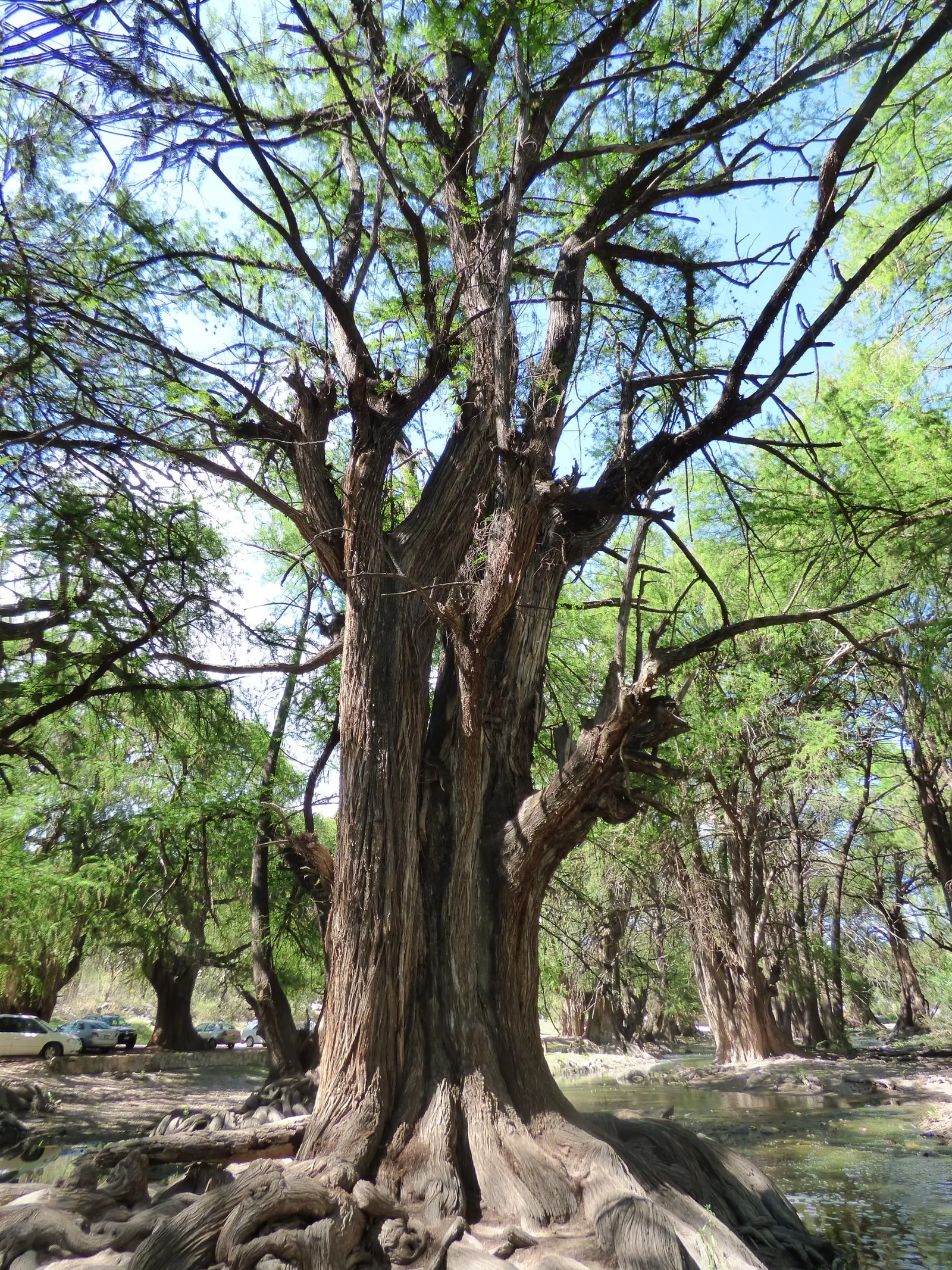 Montezuma Cypress (Taxodium Mucronatum) — the Montezuma Cypress requires ample space for proper development