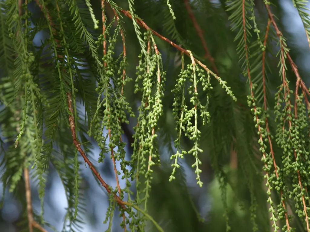Montezuma Cypress (Taxodium Mucronatum) — pyramid shape and is notably durable; adaptable to various soil types