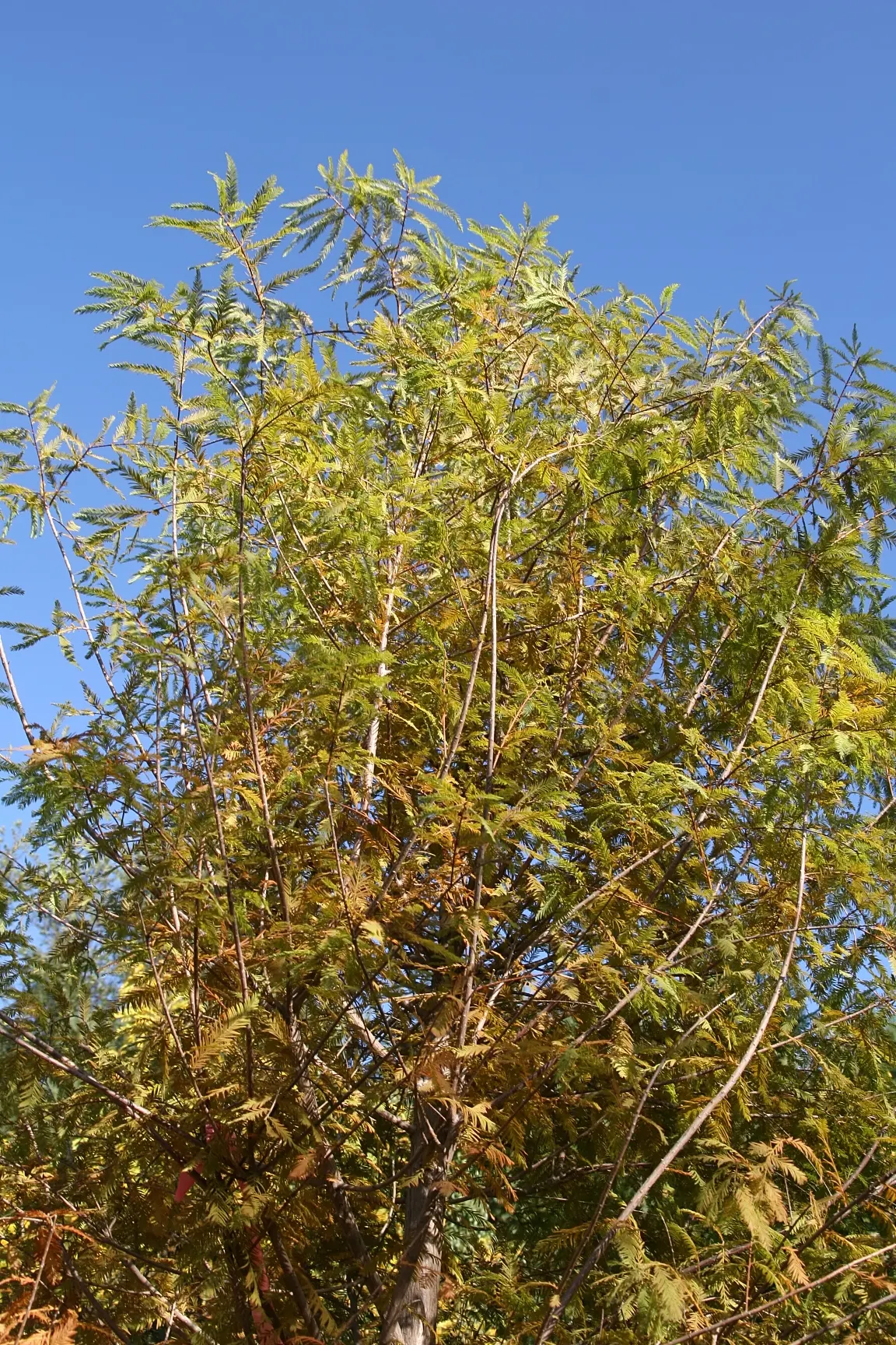Montezuma Cypress (Taxodium Mucronatum) — with remarkable specimens achieving diameters up to 10 to 12 feet