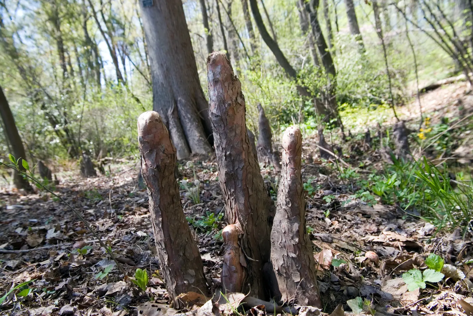 Montezuma Cypress (Taxodium Mucronatum) — pyramid shape and is notably durable