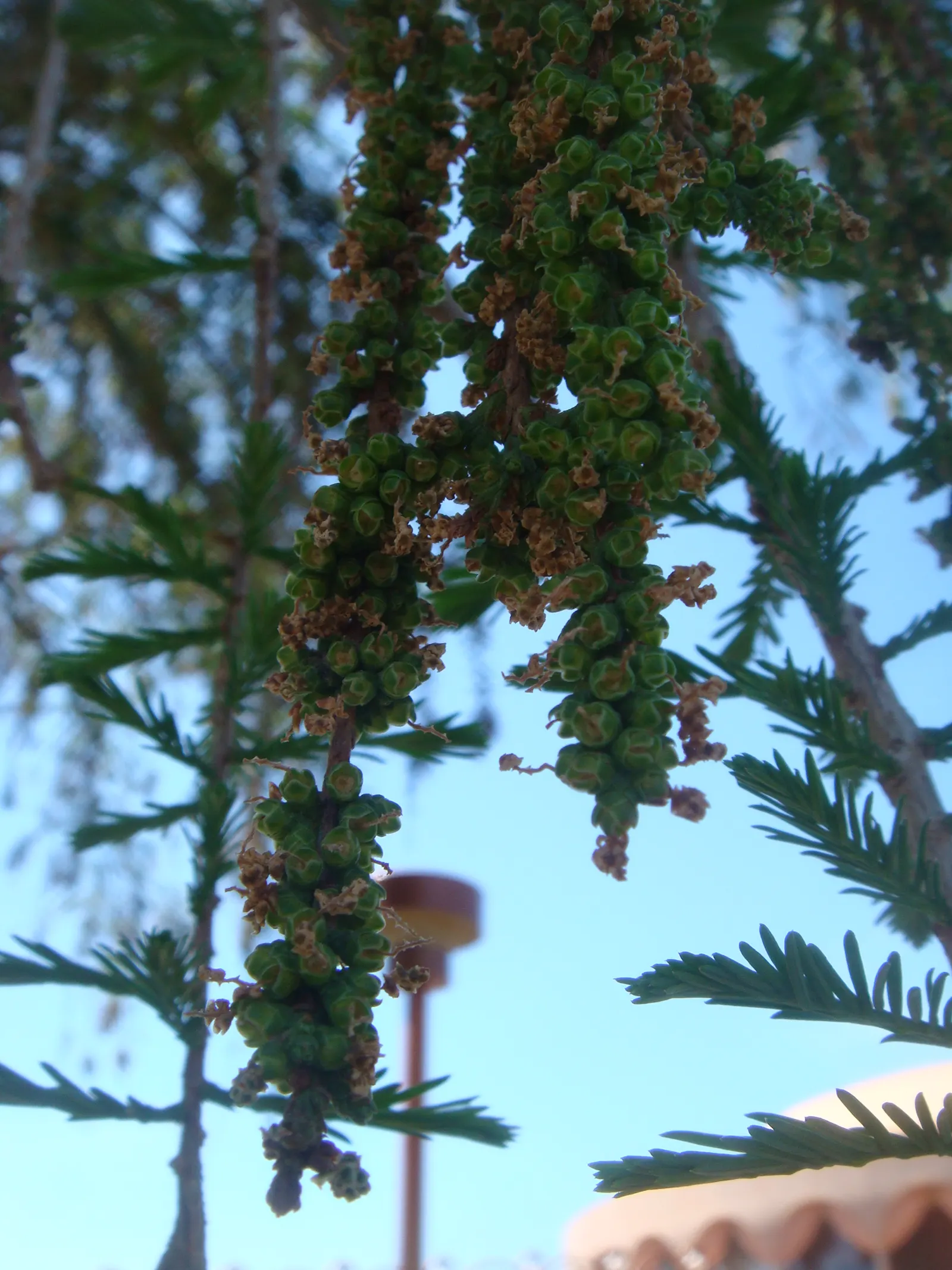 Montezuma Cypress (Taxodium Mucronatum) — conifer / tree for full or half or shade