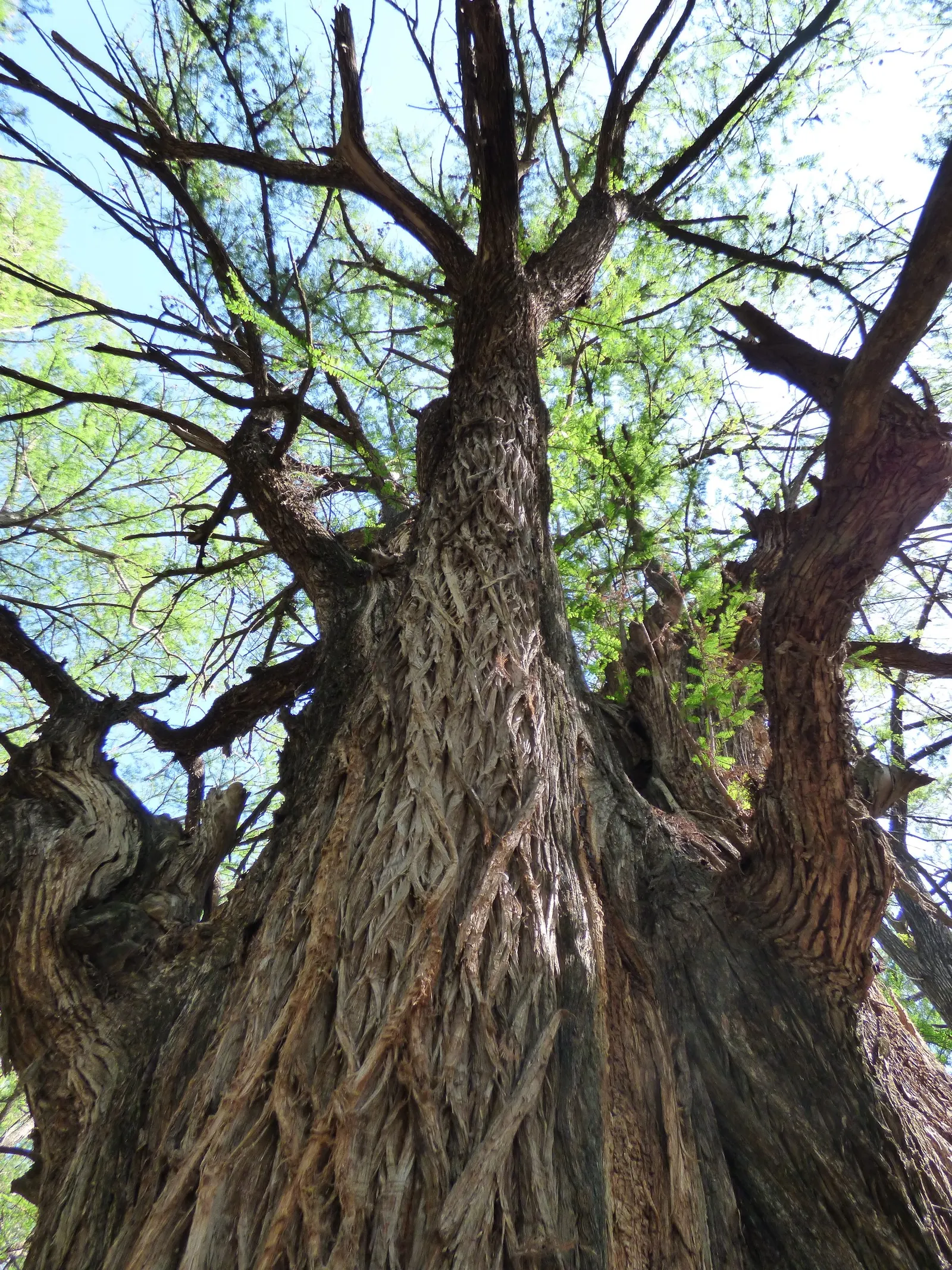 Montezuma Cypress (Taxodium Mucronatum) — scientifically known as Taxodium mucronatum