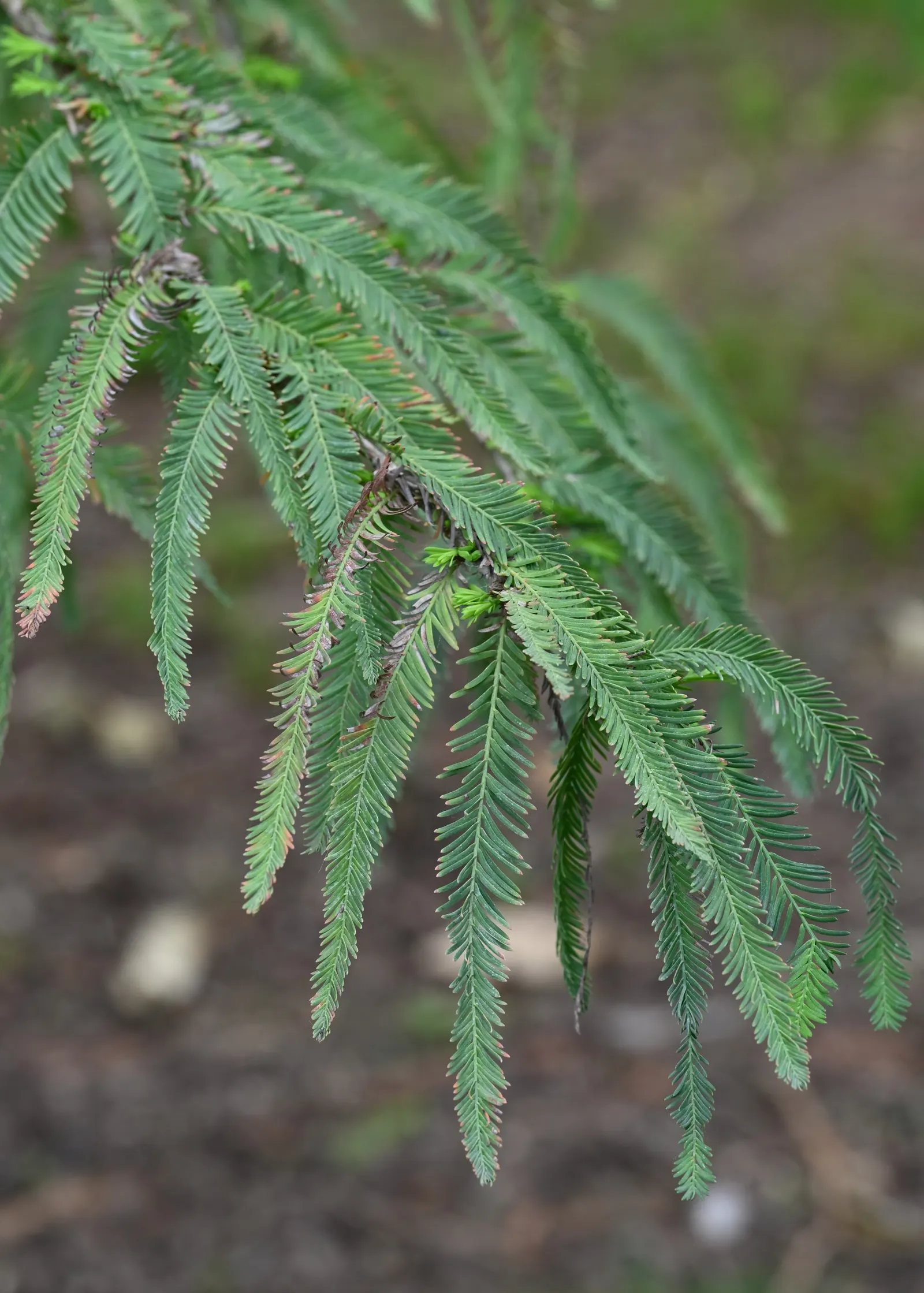Montezuma Cypress (Taxodium Mucronatum) — The Montezuma Cypress (Taxodium mucronatum) is a majestic, water-loving coniferous tree, thriving in U.S, image 41