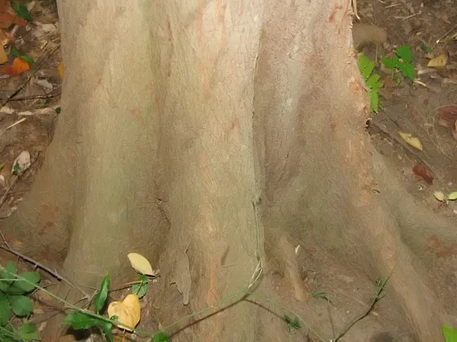 Montezuma Cypress (Taxodium Mucronatum) — The Montezuma Cypress (Taxodium mucronatum) is a majestic, water-loving coniferous tree, thriving in U.S; pyramid