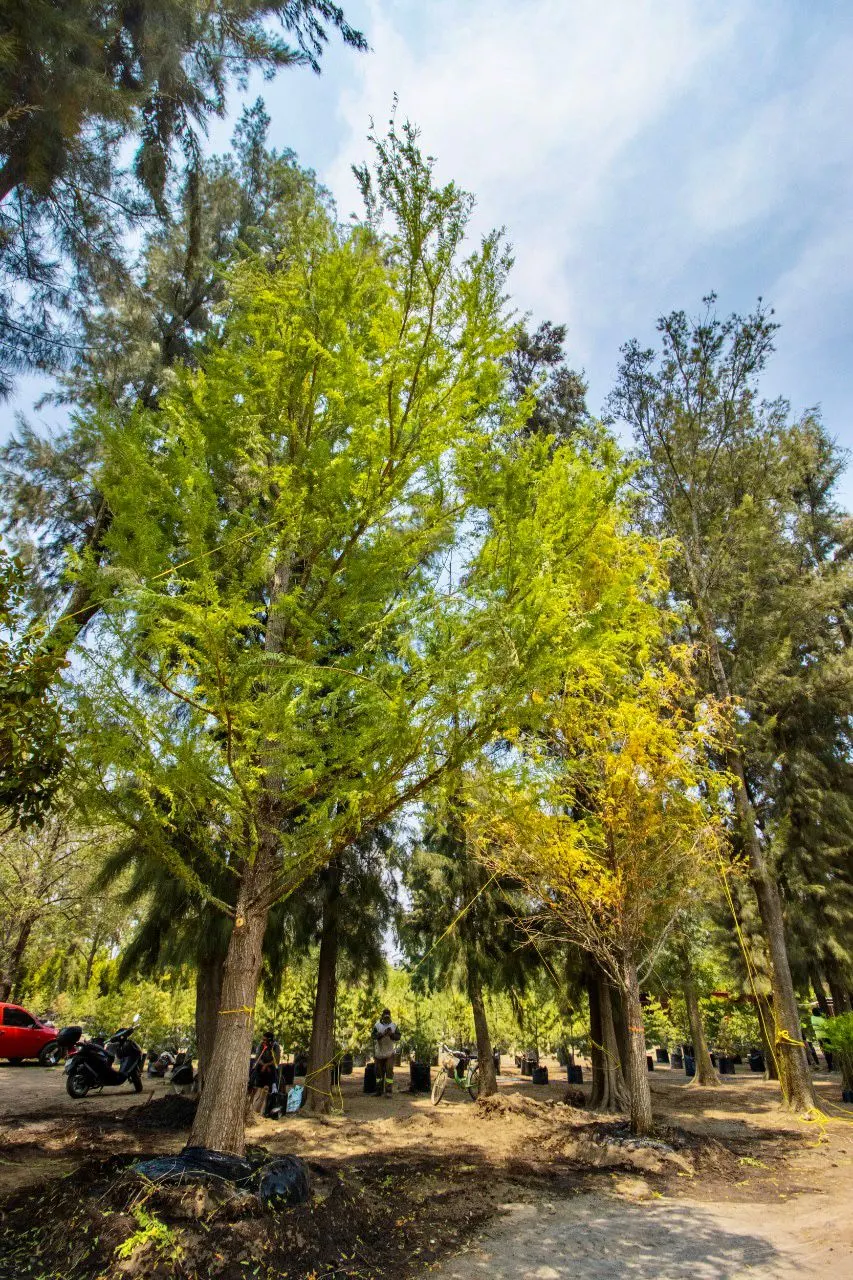 Montezuma Cypress (Taxodium Mucronatum) — The Montezuma Cypress (Taxodium mucronatum) is a majestic, water-loving coniferous tree, thriving in U.S