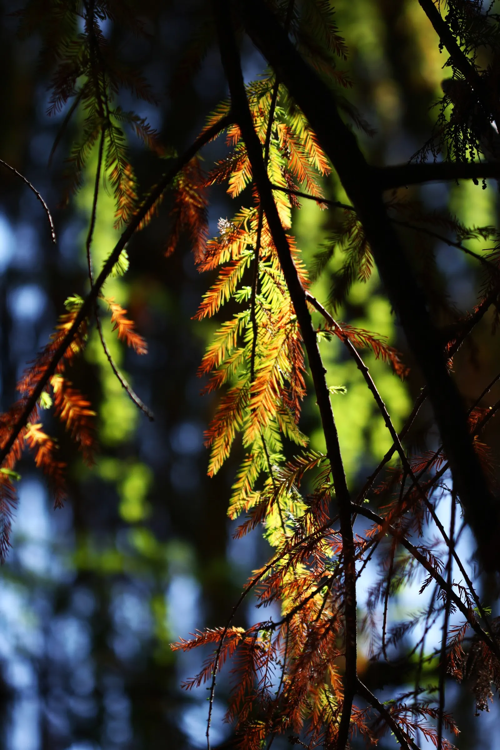 Montezuma Cypress (Taxodium Mucronatum) — furrowed appearance.<br><br>When incorporating the Montezuma Cypress into landscape designs; reaching up to 80 feet