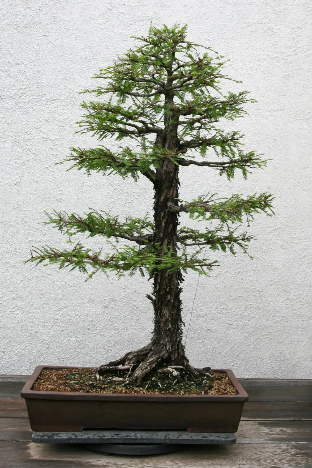 Montezuma Cypress (Taxodium Mucronatum) — fluted trunk can expand significantly; the Montezuma Cypress (Taxodium mucronatum) is a majestic, water-loving