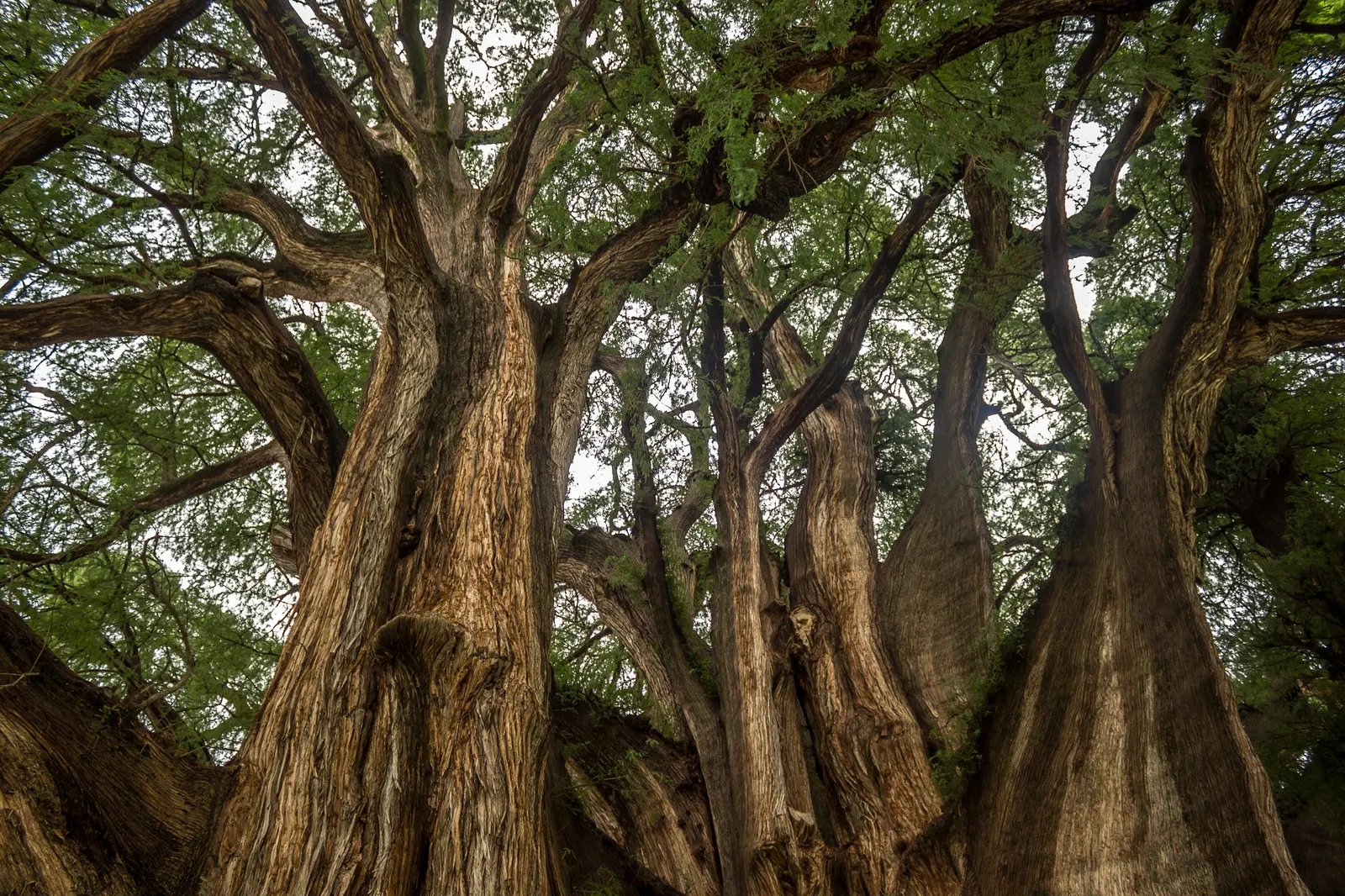 Montezuma Cypress (Taxodium Mucronatum) — consider its preferences for full sun and moist; the Montezuma Cypress requires ample space for proper development