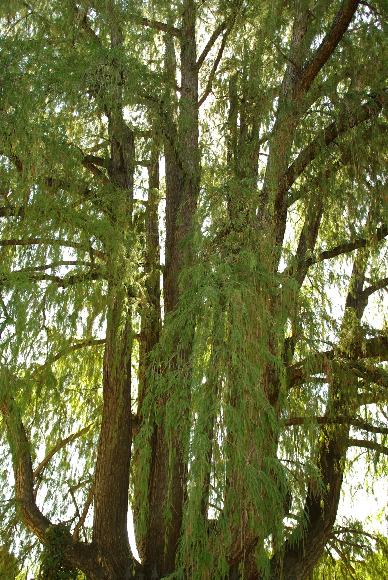 Montezuma Cypress (Taxodium Mucronatum) — with remarkable specimens achieving diameters up to 10 to 12 feet; native to Mexico and the southern United States