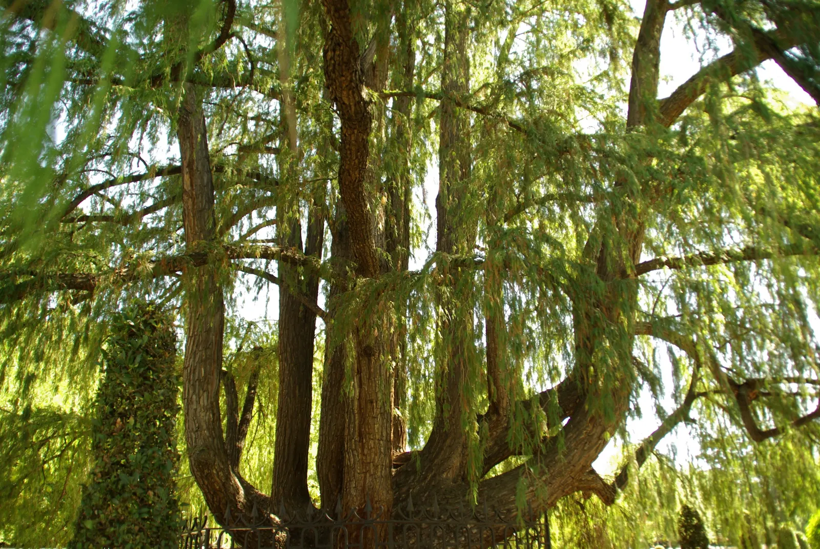 Montezuma Cypress (Taxodium Mucronatum) — Ideal for spacious landscapes, it offers striking seasonal color and textural contrast