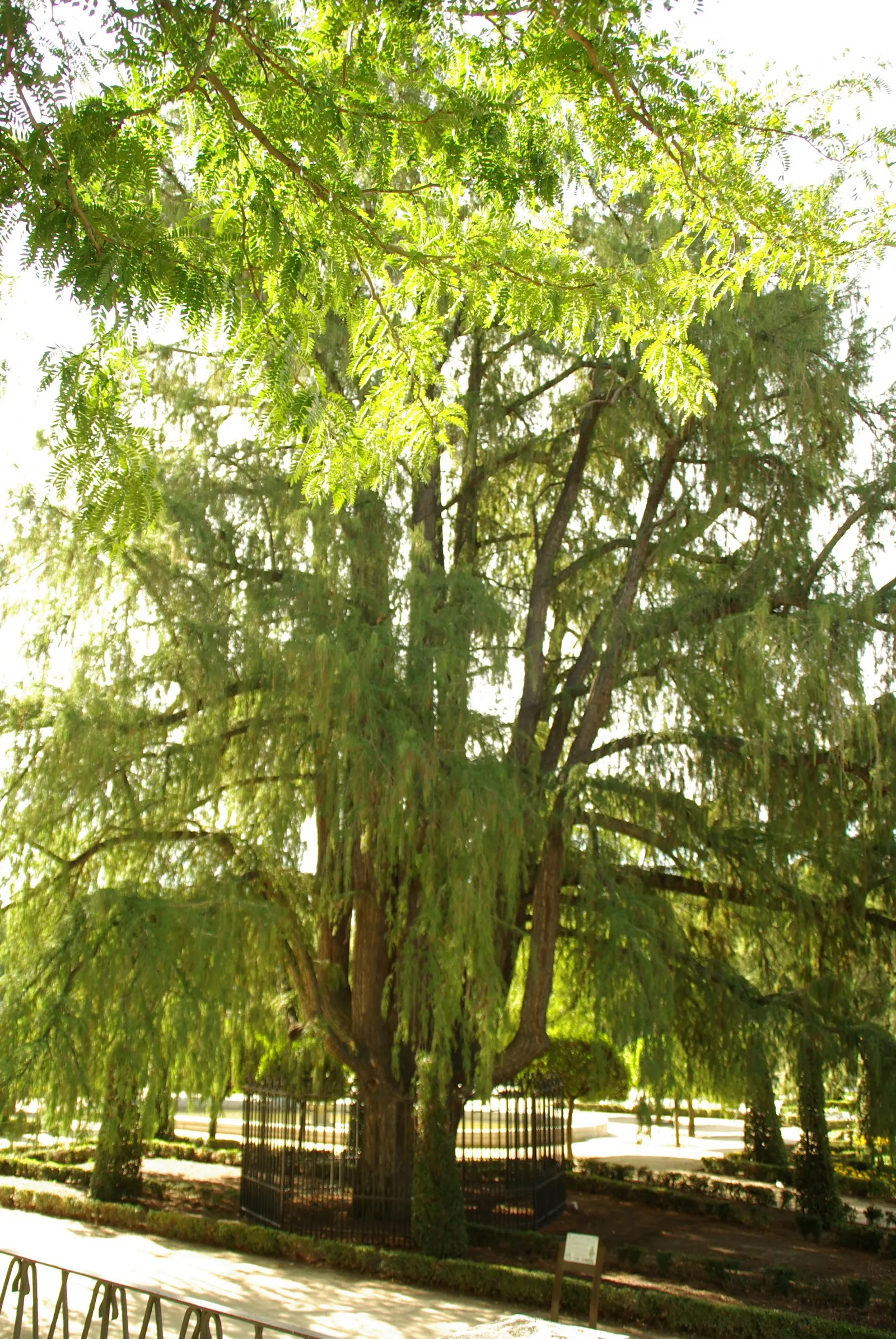 Montezuma Cypress (Taxodium Mucronatum) — tolerating both drought and occasional flooding conditions; consider its preferences for full sun and moist