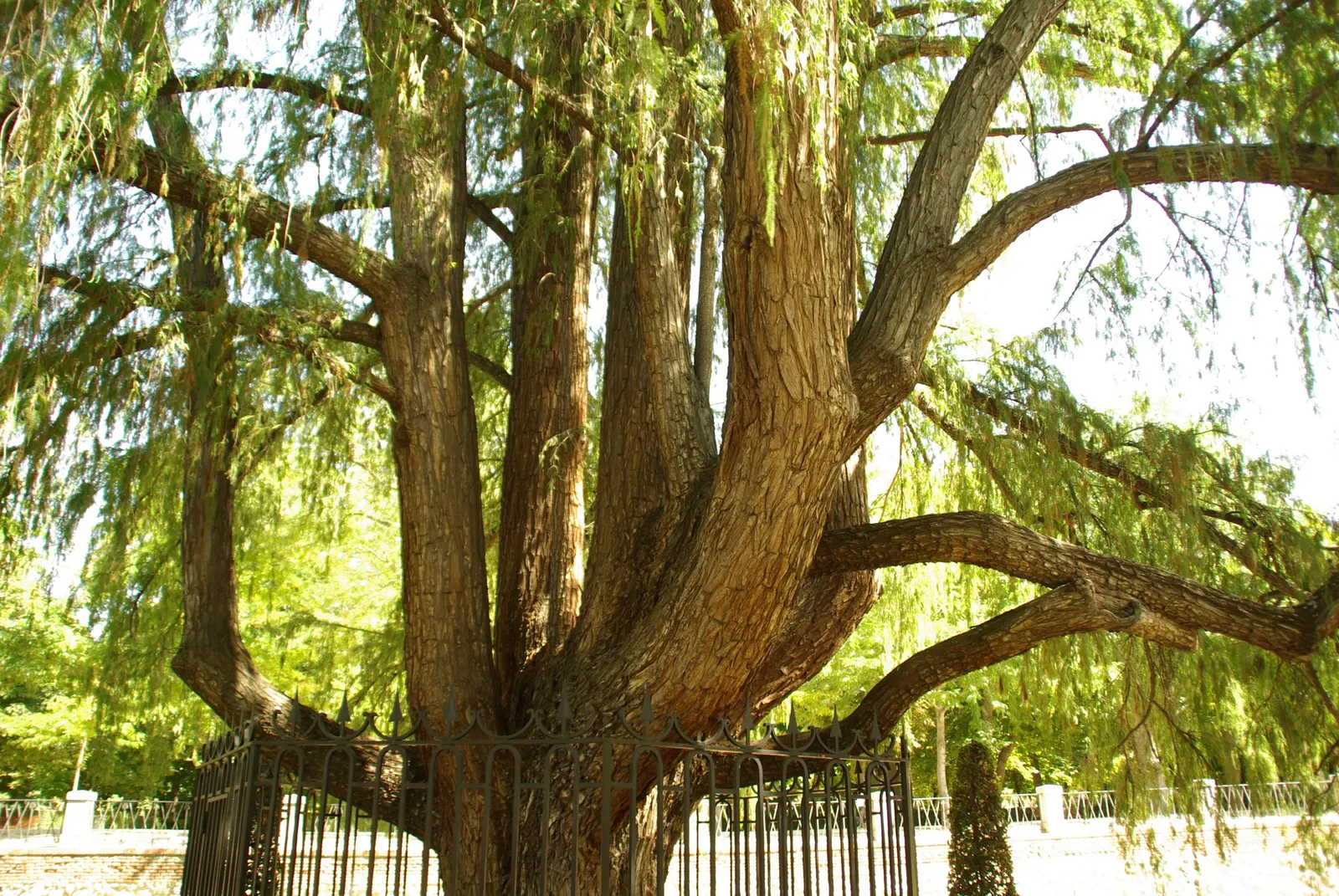 Montezuma Cypress (Taxodium Mucronatum) — Due to its considerable size