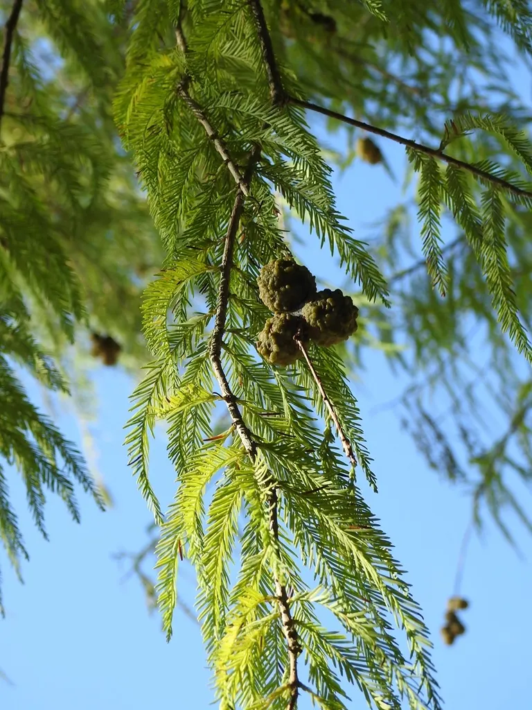 Montezuma Cypress (Taxodium Mucronatum) — adaptable to various soil types