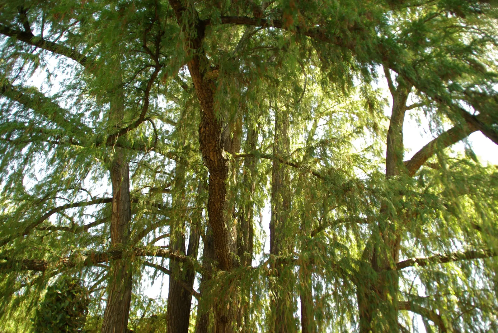Montezuma Cypress (Taxodium Mucronatum) — the Montezuma Cypress requires ample space for proper development; conifer / tree for full or half or shade