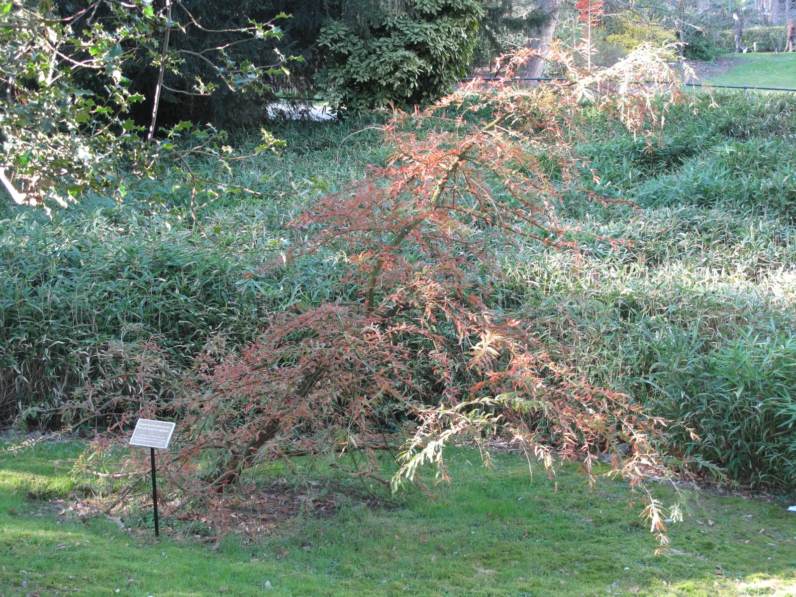 Montezuma Cypress (Taxodium Mucronatum) — showcasing an impressive bark that ages from smooth and gray to a textured; furrowed appearance.<br><br>When