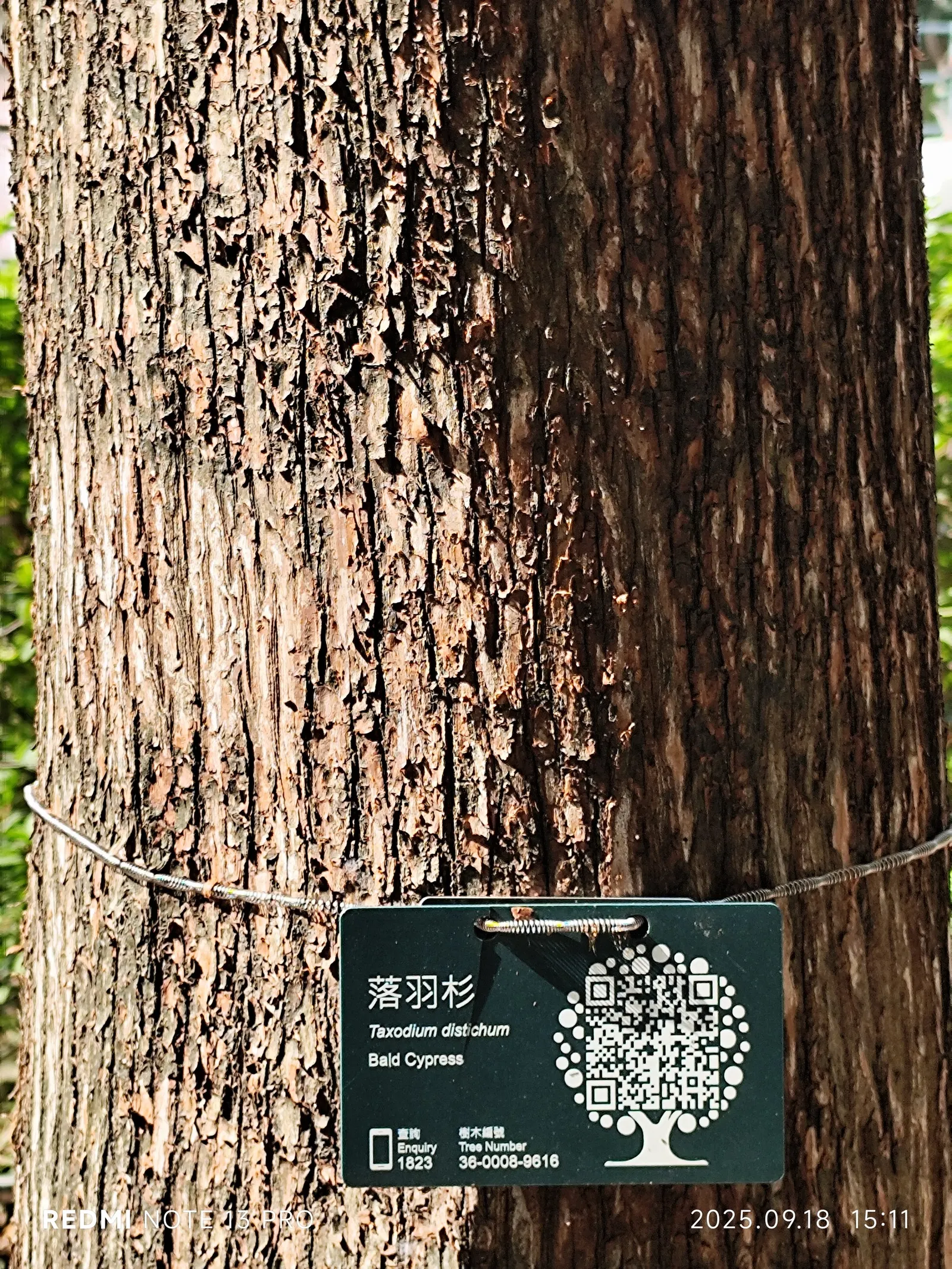 Montezuma Cypress (Taxodium Mucronatum) — fluted trunk can expand significantly