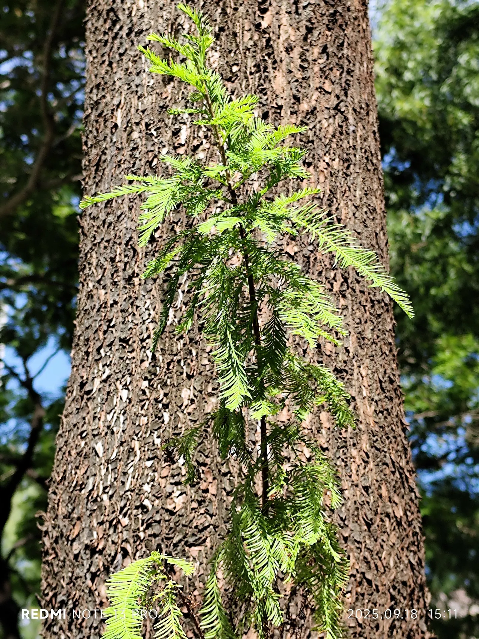 Montezuma Cypress (Taxodium Mucronatum) — feather-like foliage offers a vibrant green hue that turns russet-orange during the fall