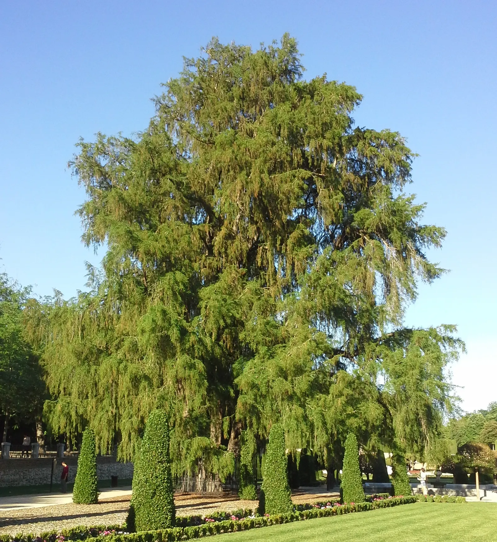 Montezuma Cypress (Taxodium Mucronatum) — before dropping its needles in winter; showcasing an impressive bark that ages from smooth and gray to a textured
