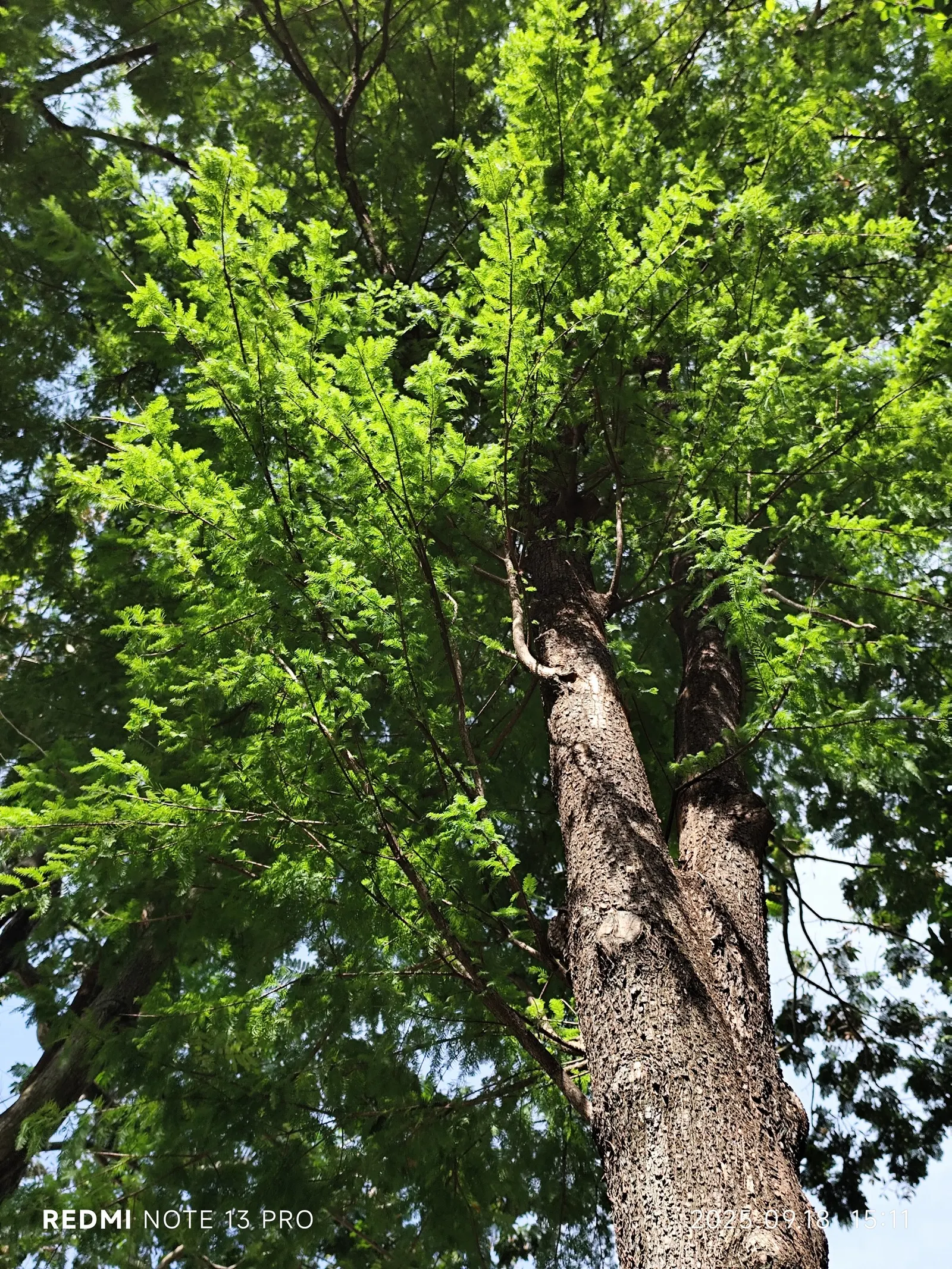 Montezuma Cypress (Taxodium Mucronatum) — Ideal for spacious landscapes, it offers striking seasonal color and textural contrast; due to its considerable size