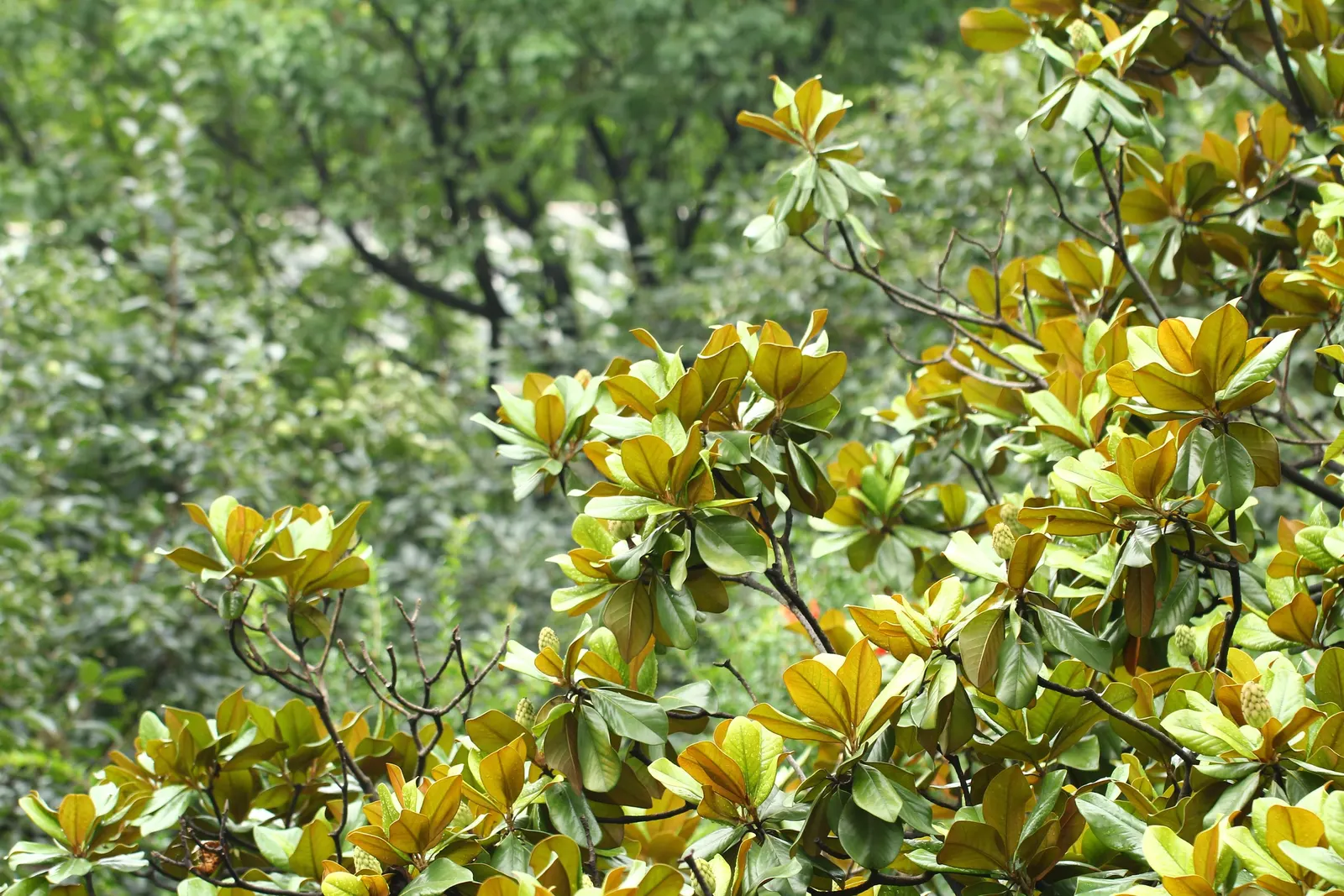 Southern Magnolia (Magnolia Grandiflora) — making it a cherished addition for any client; white flowers in the garden