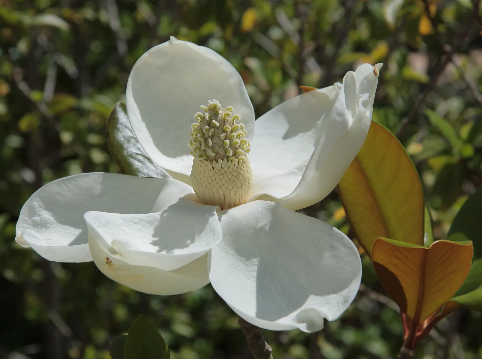Southern Magnolia (Magnolia Grandiflora) — this majestic tree reaches heights between 60 to 80 feet with a spread of 30 to 50 feet at maturity; esteemed for