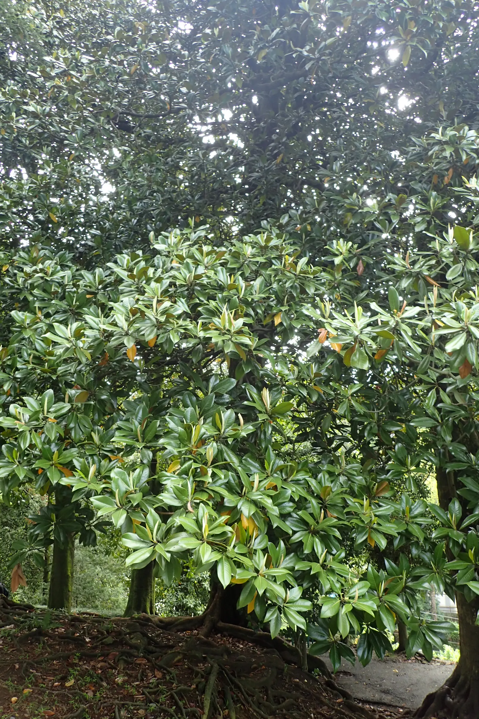Southern Magnolia (Magnolia Grandiflora) — The Southern Magnolia (Magnolia grandiflora) is an iconic evergreen tree; it boasts a pyramidal to, image 45