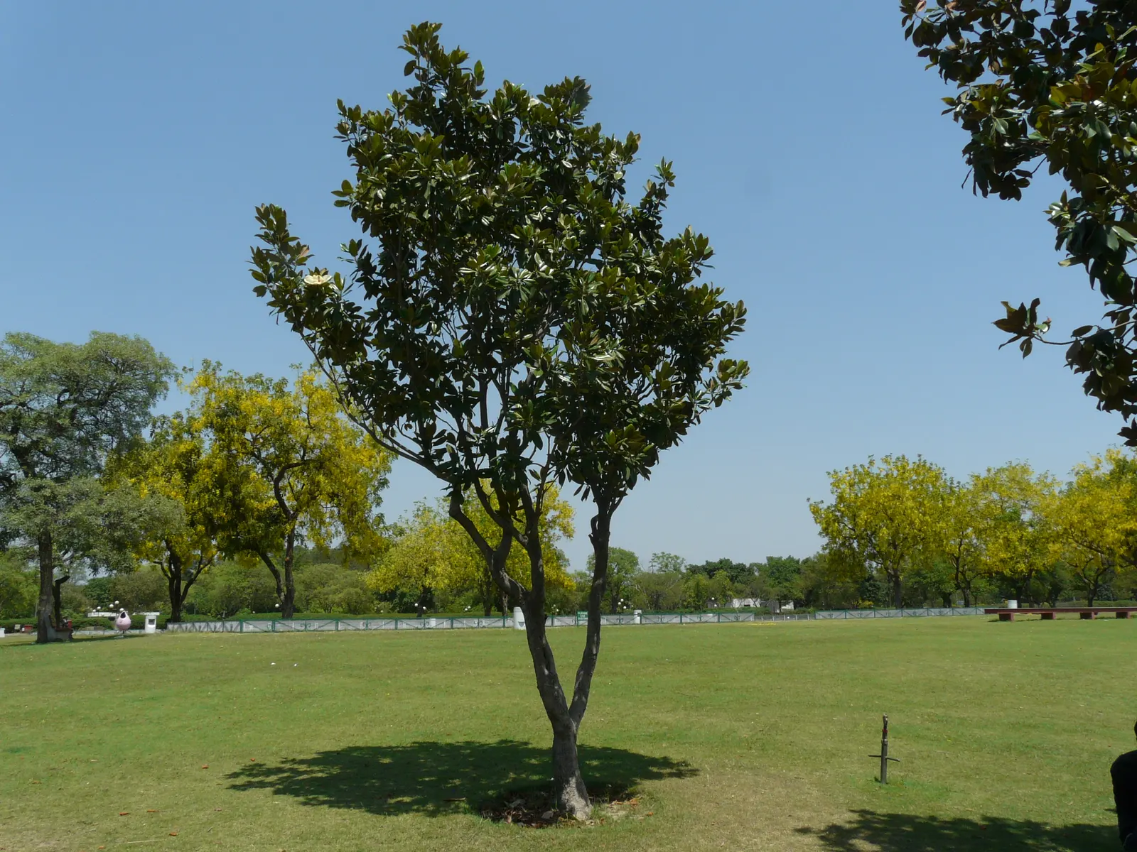 Southern Magnolia (Magnolia Grandiflora) — Perfect as a specimen or screen; this species is drought tolerant once established and requires minimal, image 50