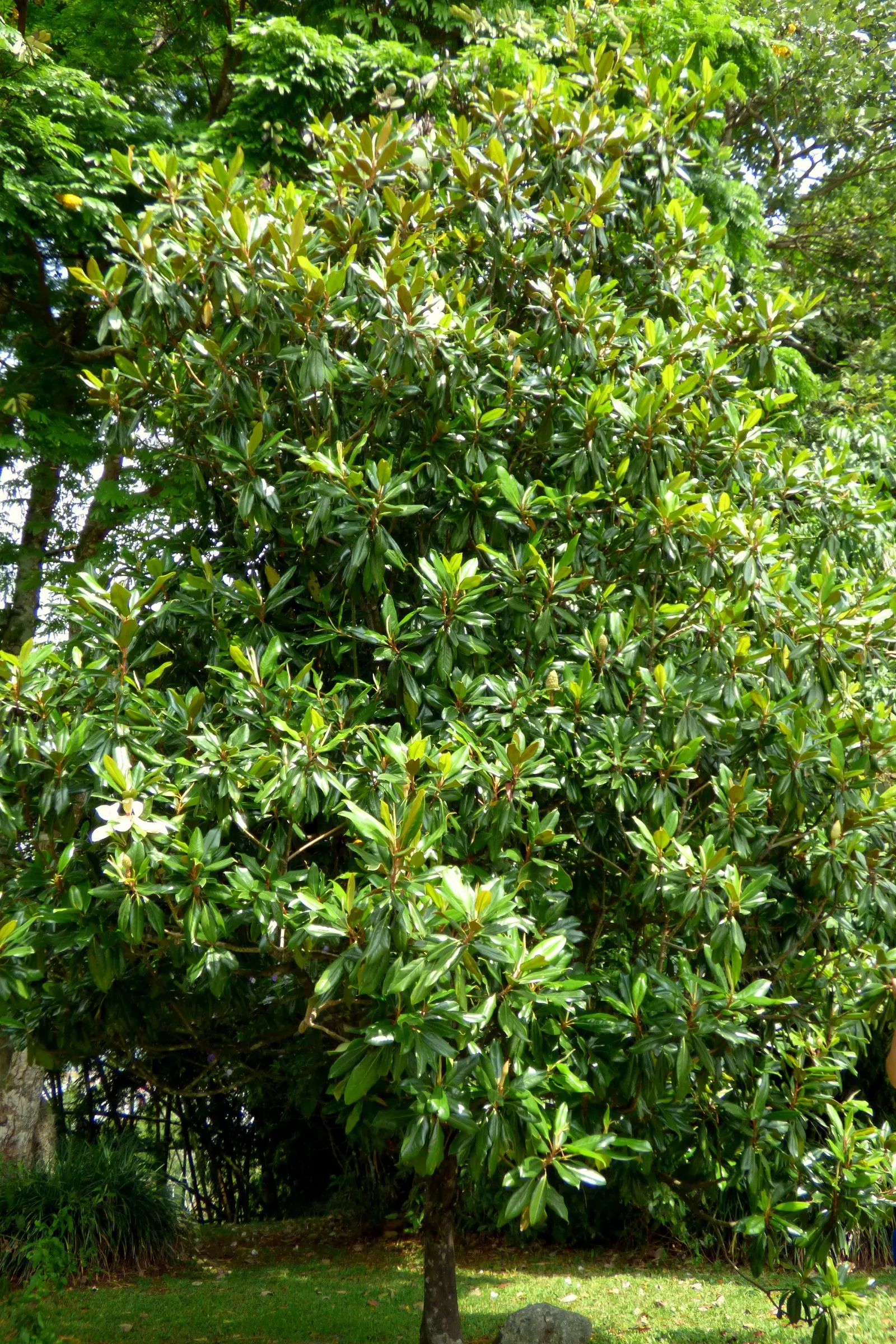 Southern Magnolia (Magnolia Grandiflora) — fuzzy underside.<br><br>One of the most captivating features of the Southern Magnolia is its aromatic