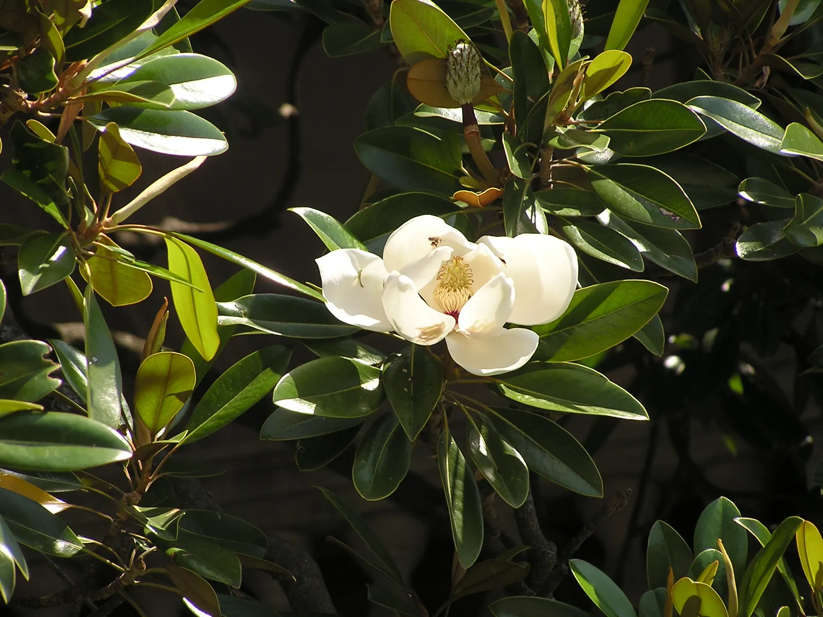 Southern Magnolia (Magnolia Grandiflora) — known for their rich fragrance; creamy white flowers which can span an impressive 8 to 12 inches in diameter